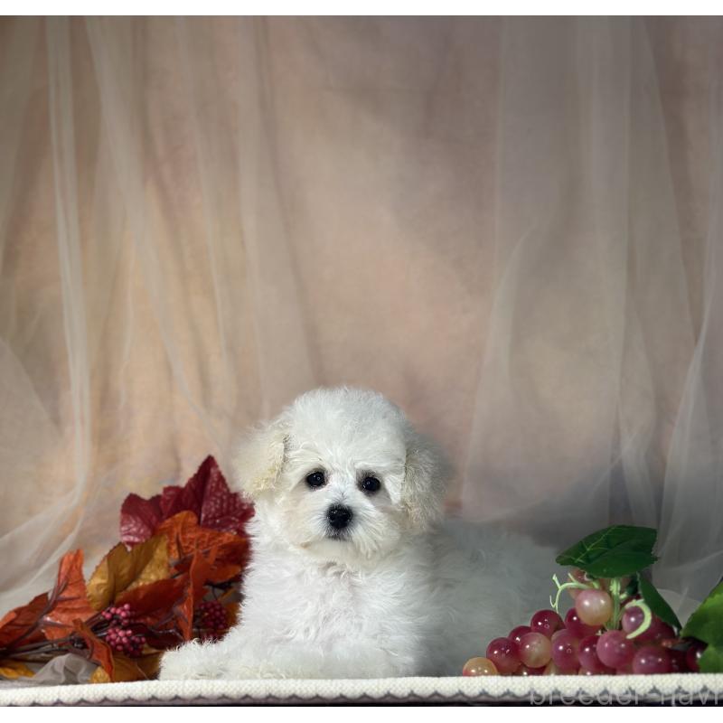 販売中の京都府のタイニープードル-413399の3枚目