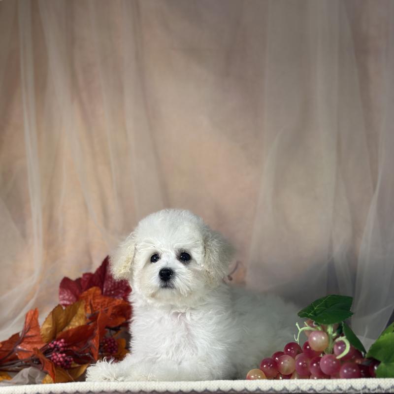 販売中の京都府のタイニープードル-413399の2枚目