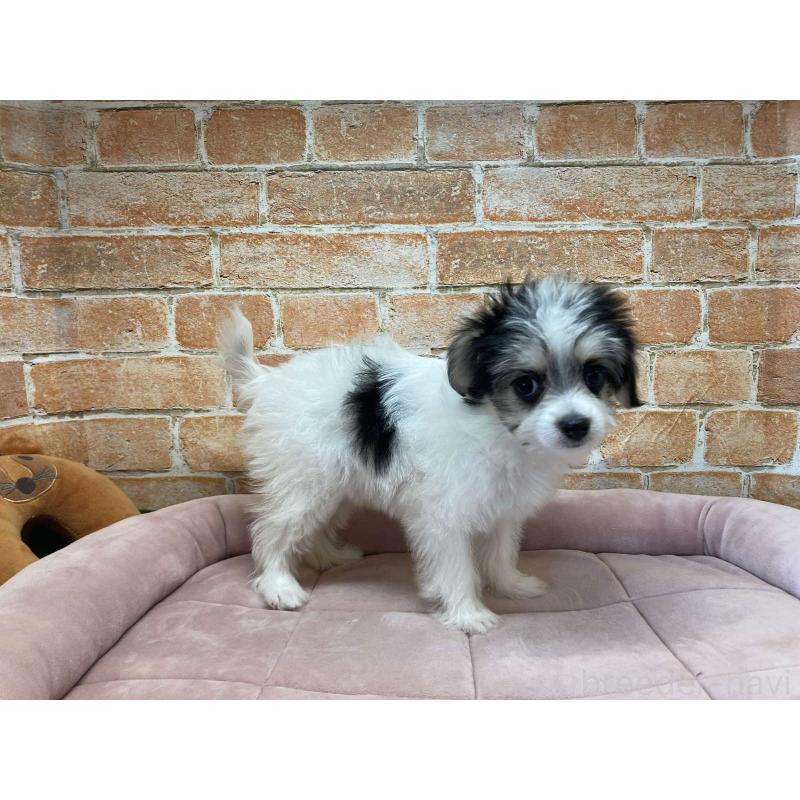 販売中の北海道のチワマル:チワワ×マルチーズ-416107の5枚目