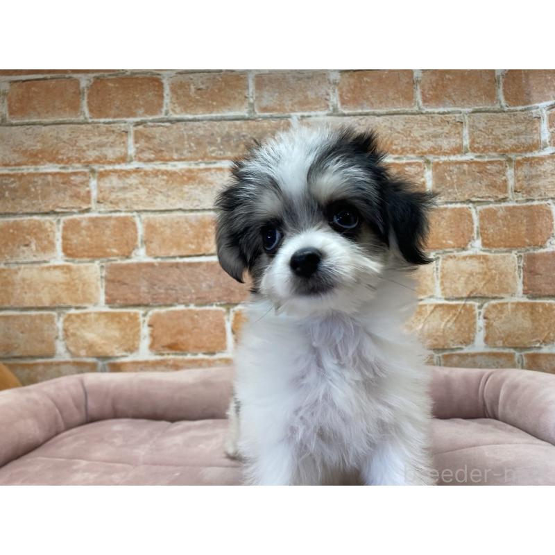 販売中の北海道のチワマル:チワワ×マルチーズ-416107の4枚目