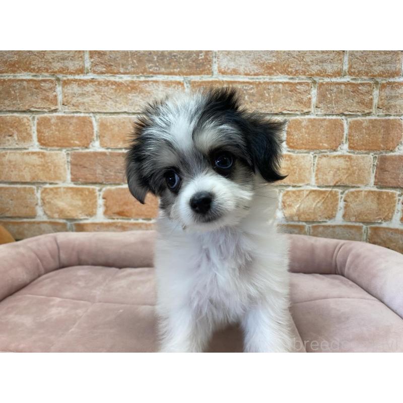 販売中の北海道のチワマル:チワワ×マルチーズ-416107の3枚目