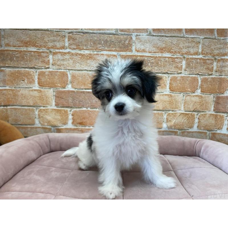 販売中の北海道のチワマル:チワワ×マルチーズ-416107の2枚目