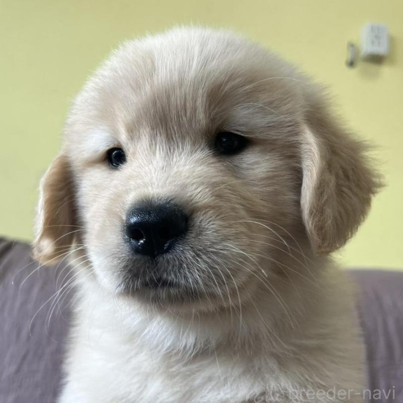 販売中の茨城県のゴールデンレトリーバー-424843の4枚目