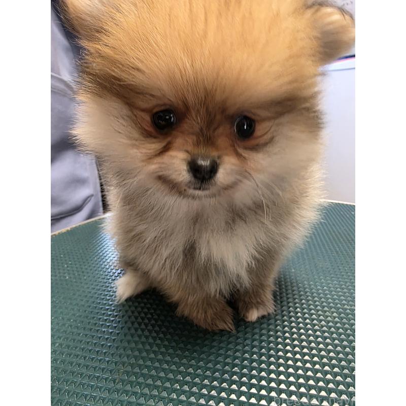 成約済の静岡県のポメラニアン-420867の2枚目