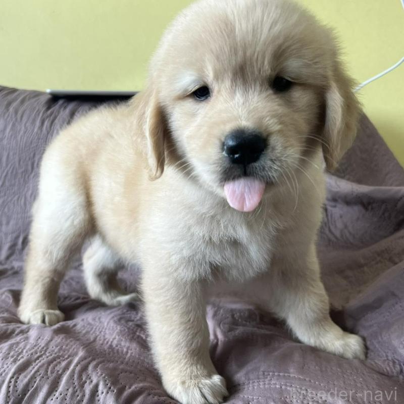 販売中の茨城県のゴールデンレトリーバー-424843の2枚目