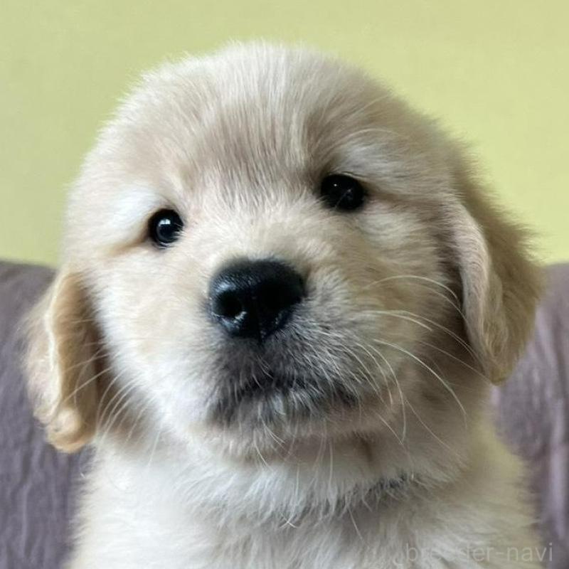 販売中の茨城県のゴールデンレトリーバー-424843の1枚目