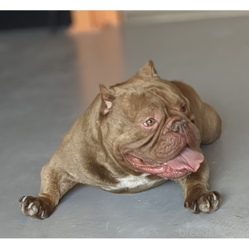 OYABUN （オヤブン）くん1枚目