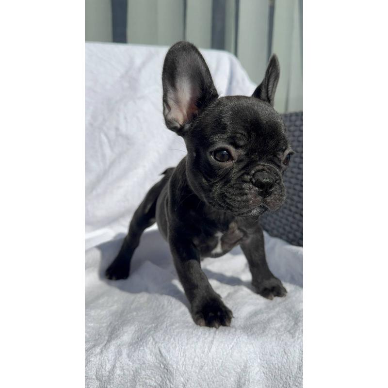 成約済の愛媛県のフレンチブルドッグ-421451の18枚目