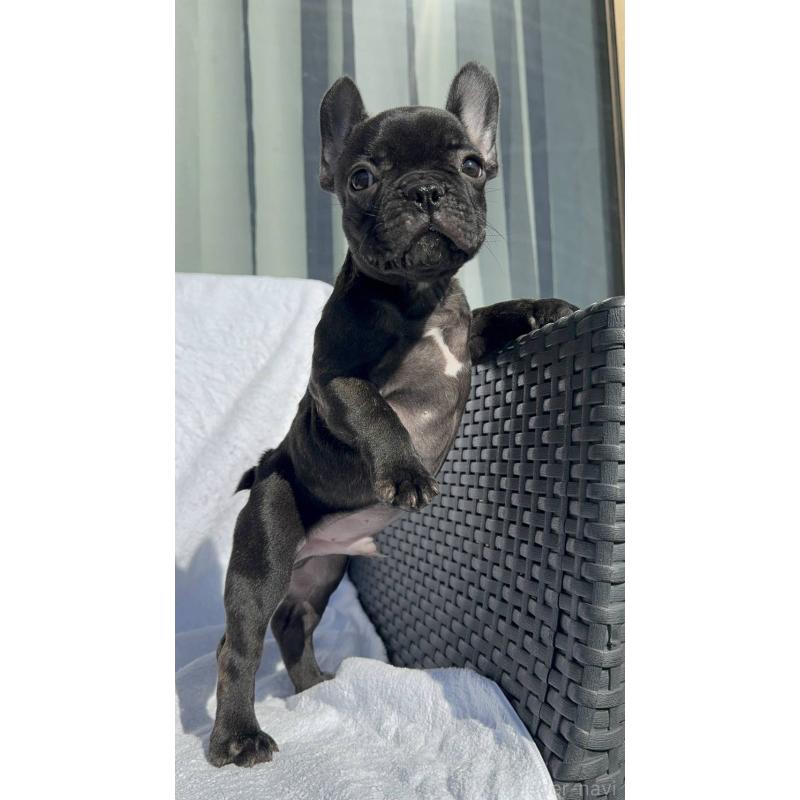 成約済の愛媛県のフレンチブルドッグ-421451の17枚目