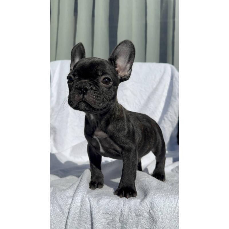 成約済の愛媛県のフレンチブルドッグ-421451の16枚目
