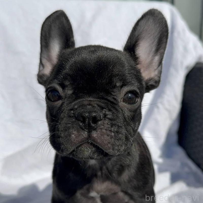 成約済の愛媛県のフレンチブルドッグ-421451の15枚目