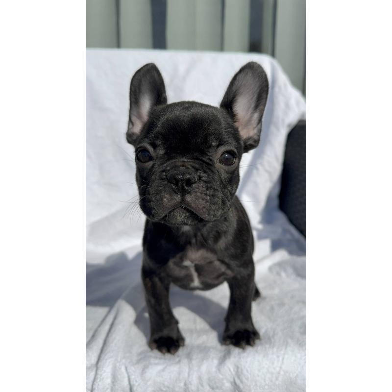 成約済の愛媛県のフレンチブルドッグ-421451の14枚目