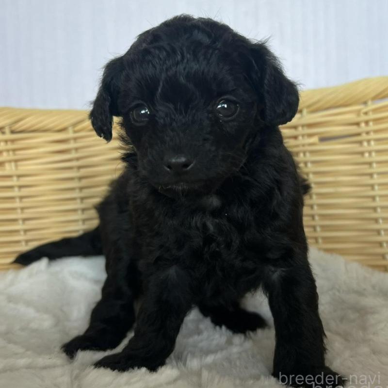 販売中の茨城県のチワプー:チワワ×トイプードル-424845の4枚目