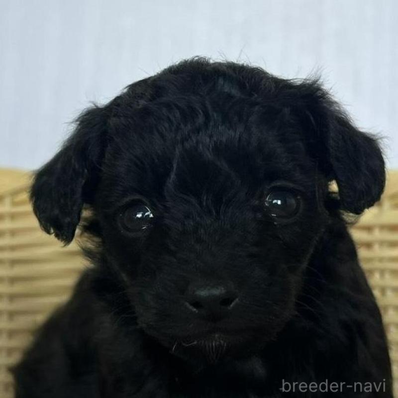 販売中の茨城県のチワプー:チワワ×トイプードル-424845