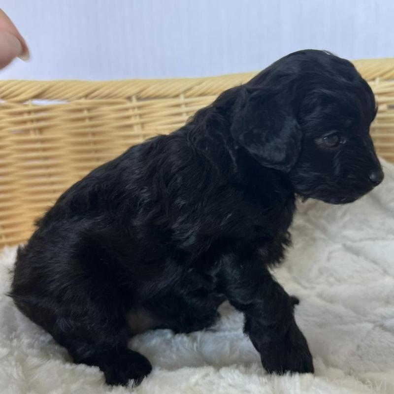 販売中の茨城県のチワプー:チワワ×トイプードル-424845の3枚目