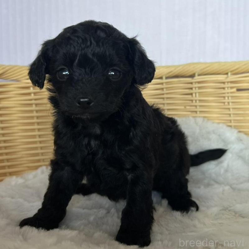 販売中の茨城県のチワプー:チワワ×トイプードル-424845の2枚目