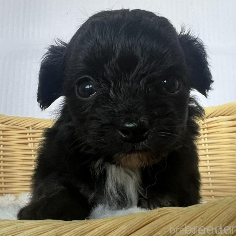 販売中の茨城県のチワプー:チワワ×トイプードル-424846の1枚目