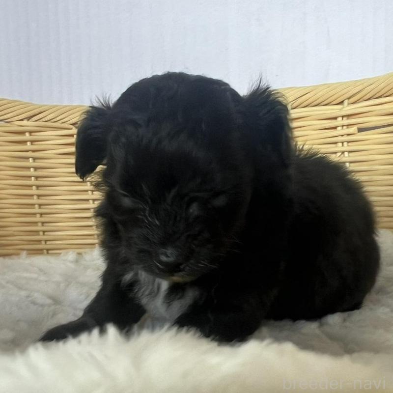 販売中の茨城県のチワプー:チワワ×トイプードル-424846の4枚目