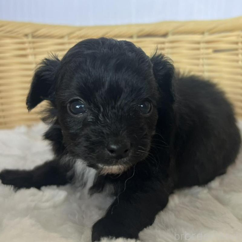 販売中の茨城県のチワプー:チワワ×トイプードル-424846の3枚目