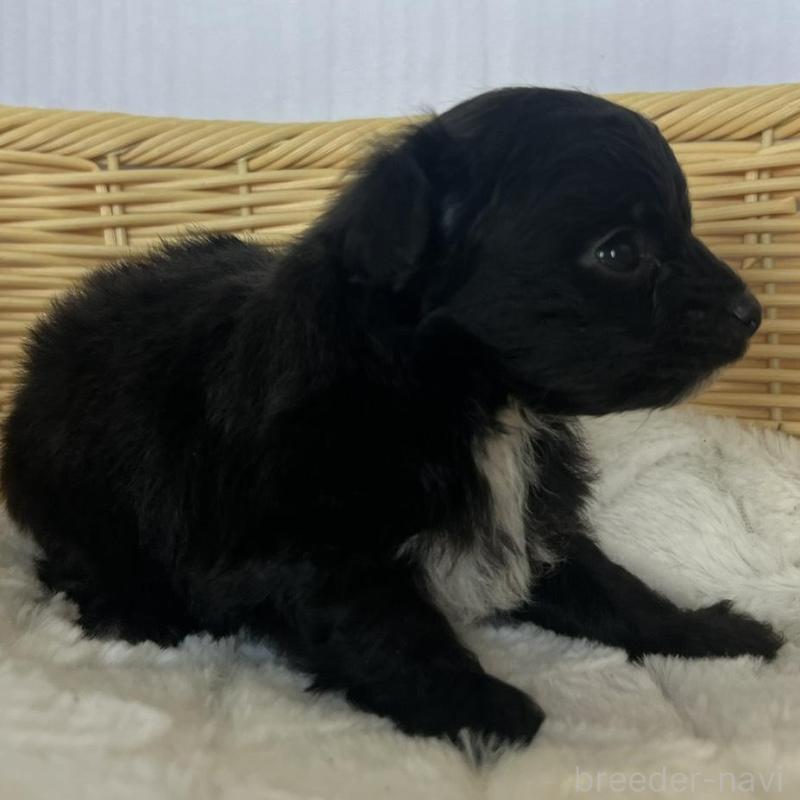 販売中の茨城県のチワプー:チワワ×トイプードル-424846の2枚目