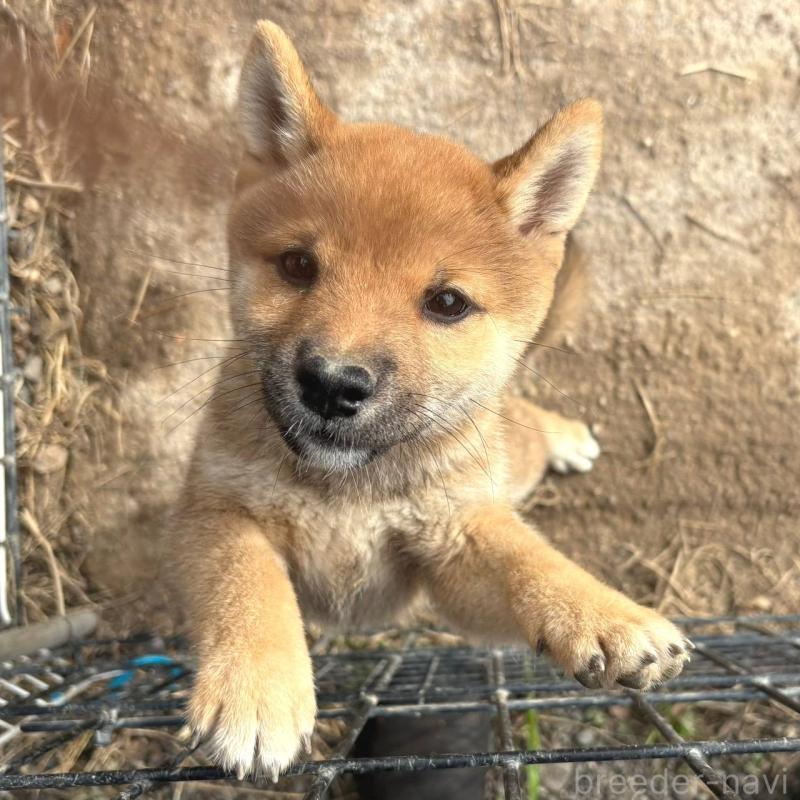 販売中の茨城県の豆柴-415246の6枚目