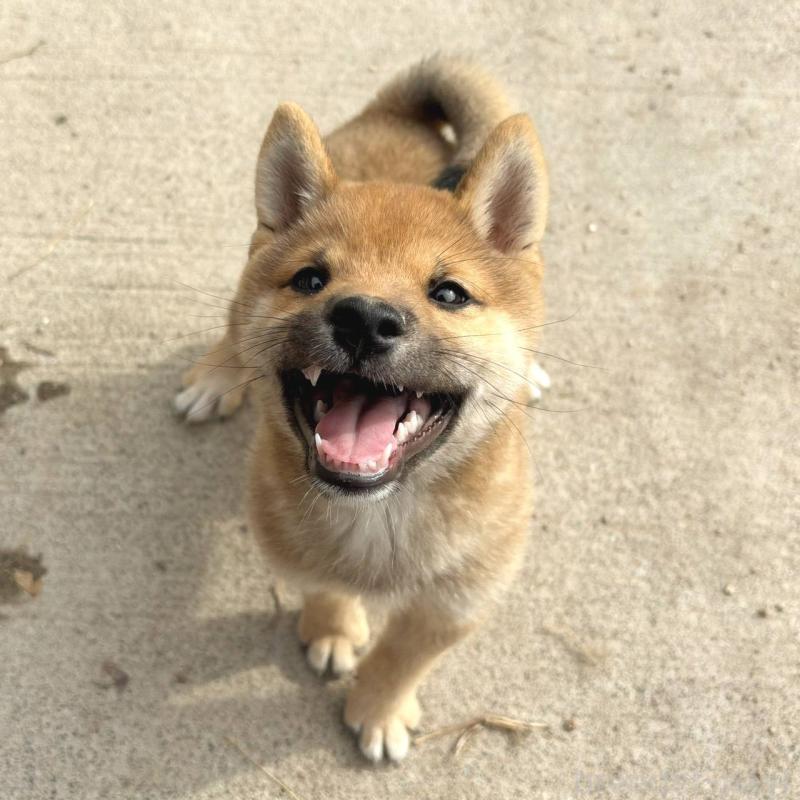 販売中の茨城県の豆柴-415246の2枚目