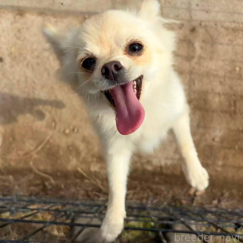 販売中の茨城県のポメチワ:ポメラニアン×チワワ-396487の8枚目