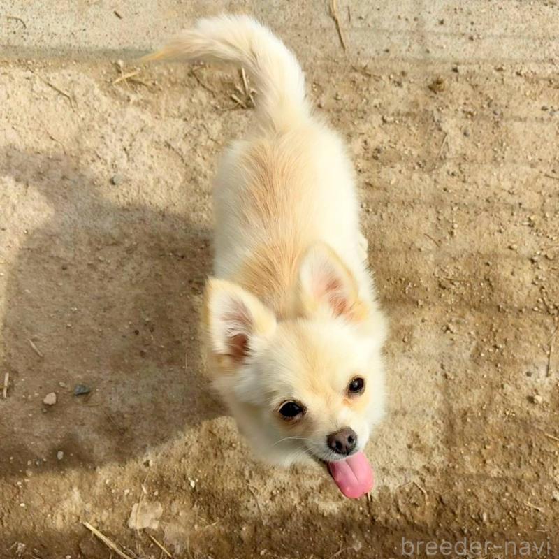 販売中の茨城県のポメチワ:ポメラニアン×チワワ-396487の7枚目
