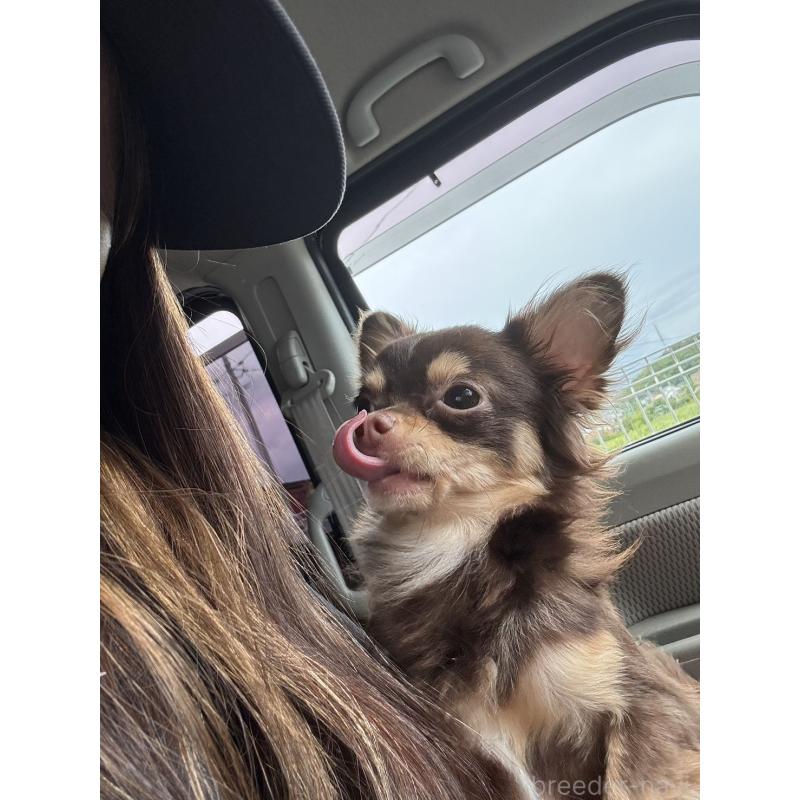 販売中の愛媛県のチワワ(ロングコート)-424849の3枚目