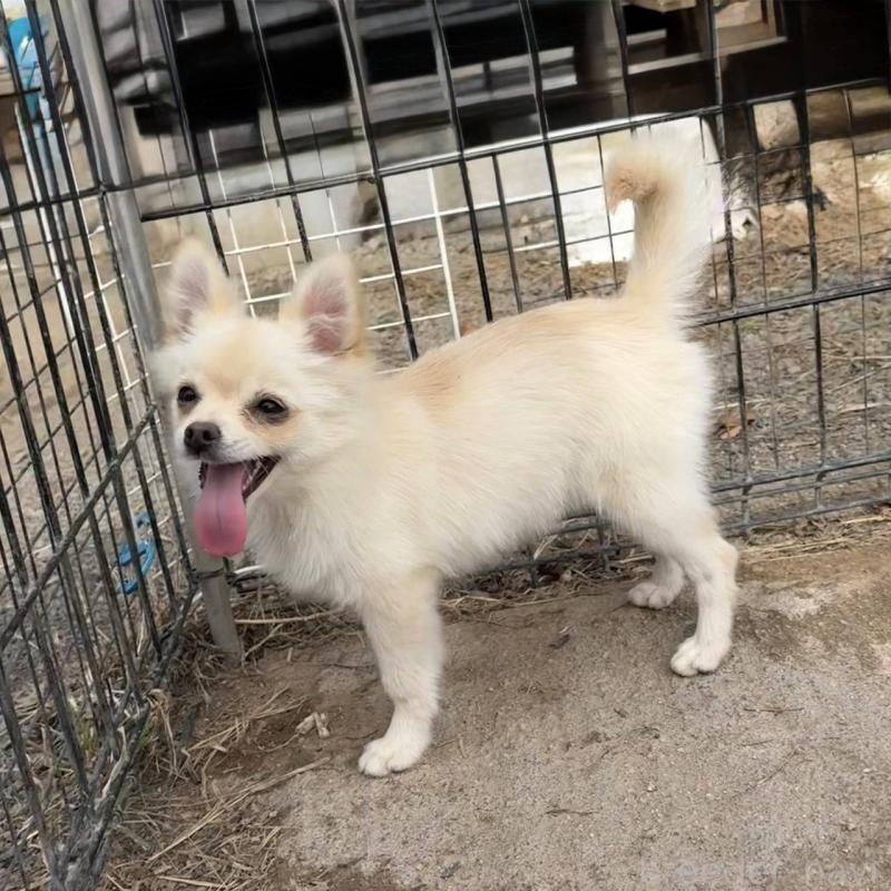 販売中の茨城県のポメチワ:ポメラニアン×チワワ-396487の6枚目