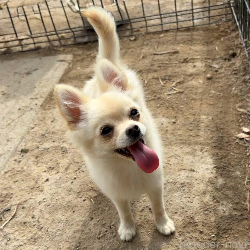 販売中の茨城県のポメチワ:ポメラニアン×チワワ-396487の5枚目