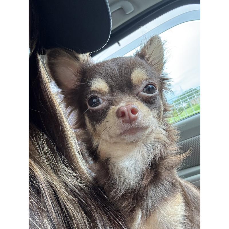 販売中の愛媛県のチワワ(ロングコート)-424849の2枚目