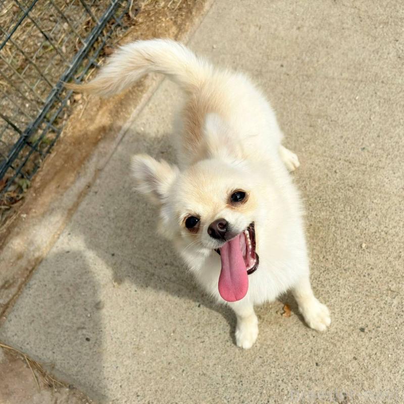 販売中の茨城県のポメチワ:ポメラニアン×チワワ-396487の4枚目