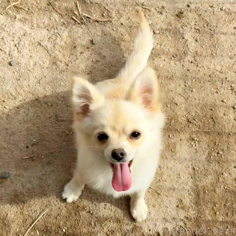 販売中の茨城県のポメチワ:ポメラニアン×チワワ-396487