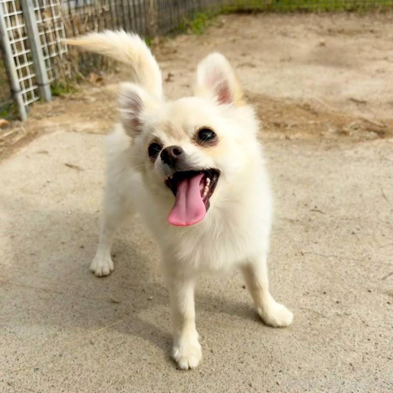 販売中の茨城県のポメチワ:ポメラニアン×チワワ-396487の3枚目