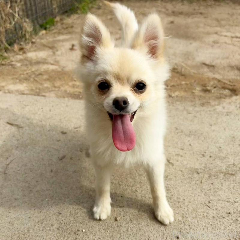 販売中の茨城県のポメチワ:ポメラニアン×チワワ-396487の2枚目