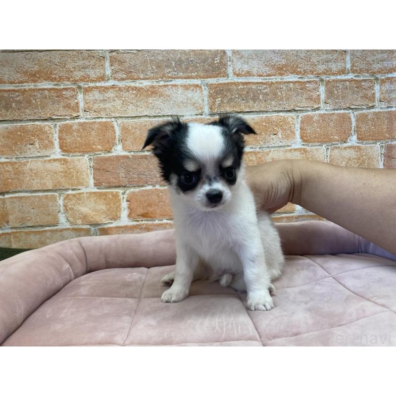 販売中の北海道のチワワ(ロングコート)-419064の5枚目