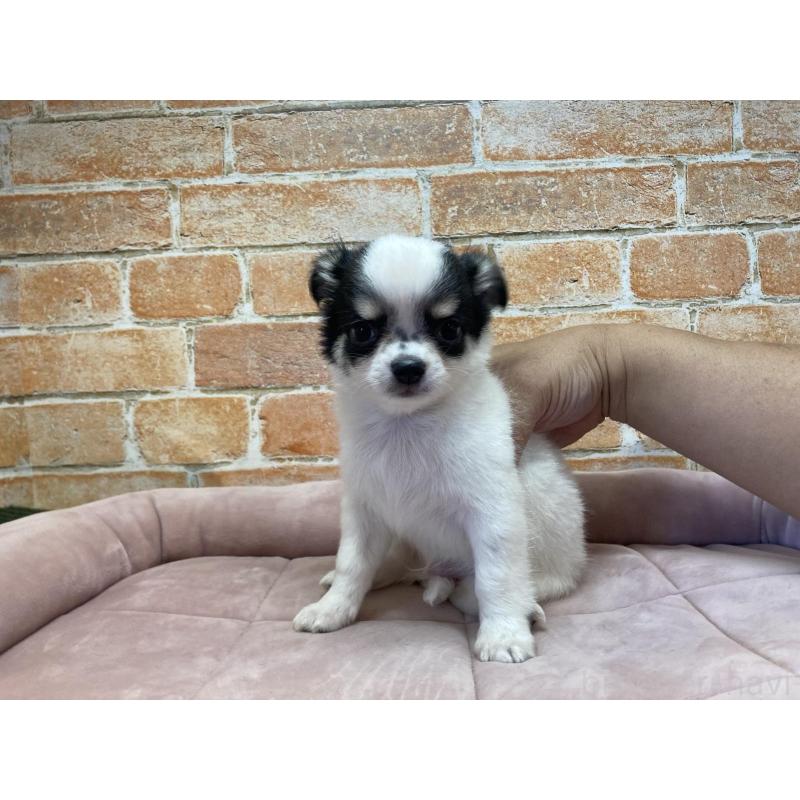 販売中の北海道のチワワ(ロングコート)-419064の4枚目