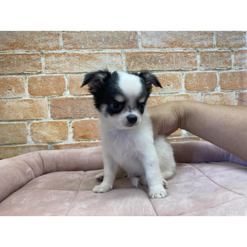 販売中の北海道のチワワ(ロングコート)-419064の3枚目