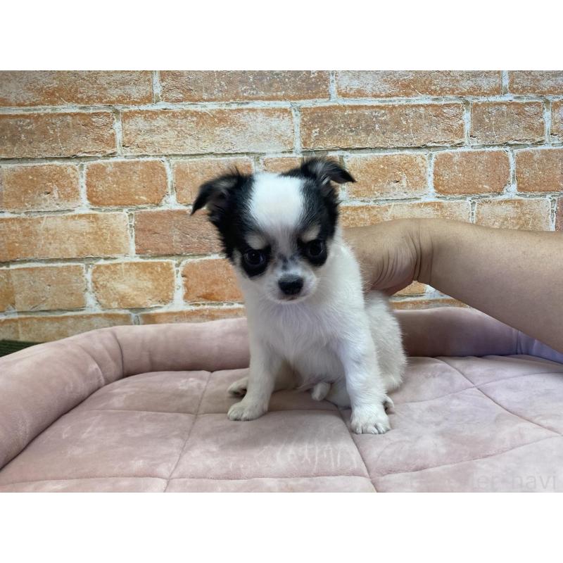 販売中の北海道のチワワ(ロングコート)-419064の2枚目