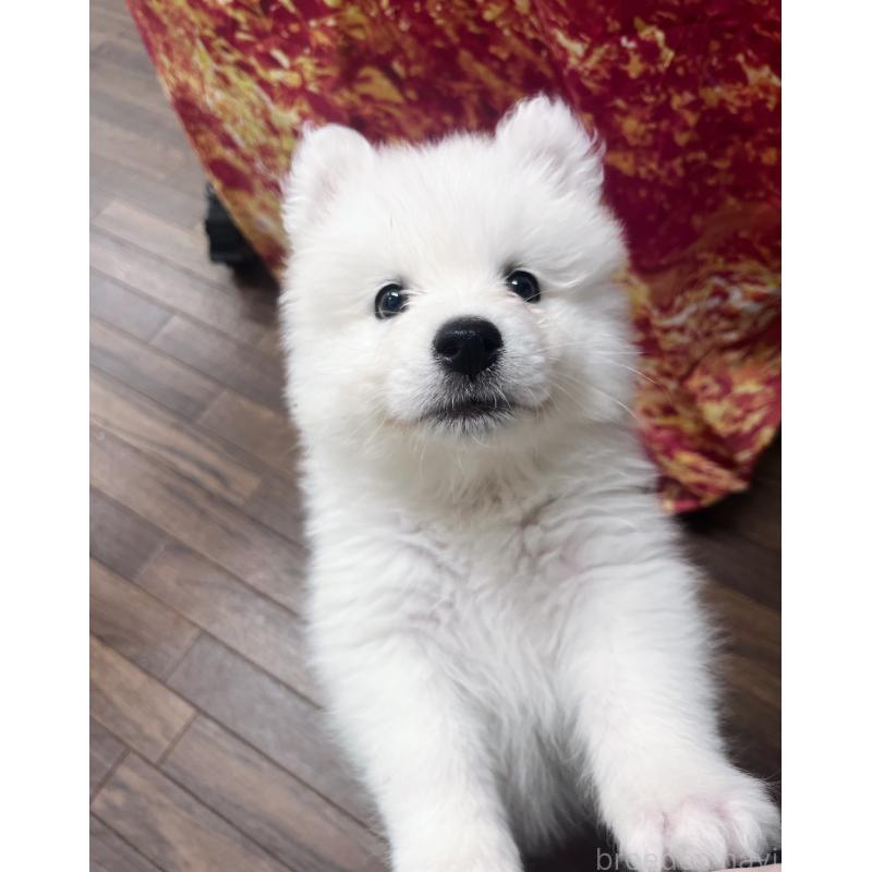 成約済の東京都のサモエド-421691の6枚目