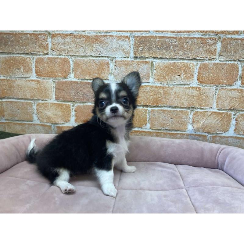 成約済の北海道のチワワ(ロングコート)-419066の5枚目