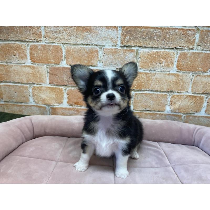 成約済の北海道のチワワ(ロングコート)-419066の4枚目