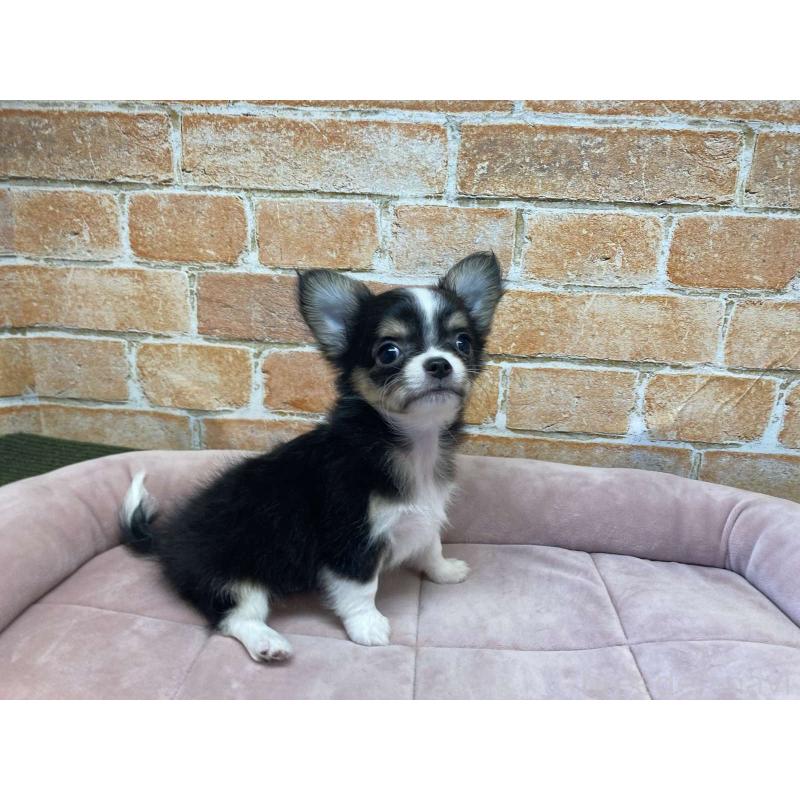 成約済の北海道のチワワ(ロングコート)-419066の3枚目