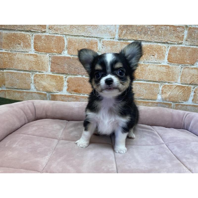 成約済の北海道のチワワ(ロングコート)-419066の2枚目