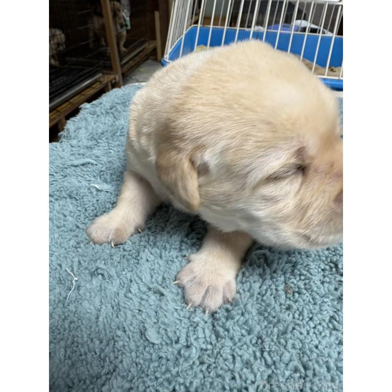 販売中の埼玉県のラブラドールレトリーバー-424847の3枚目