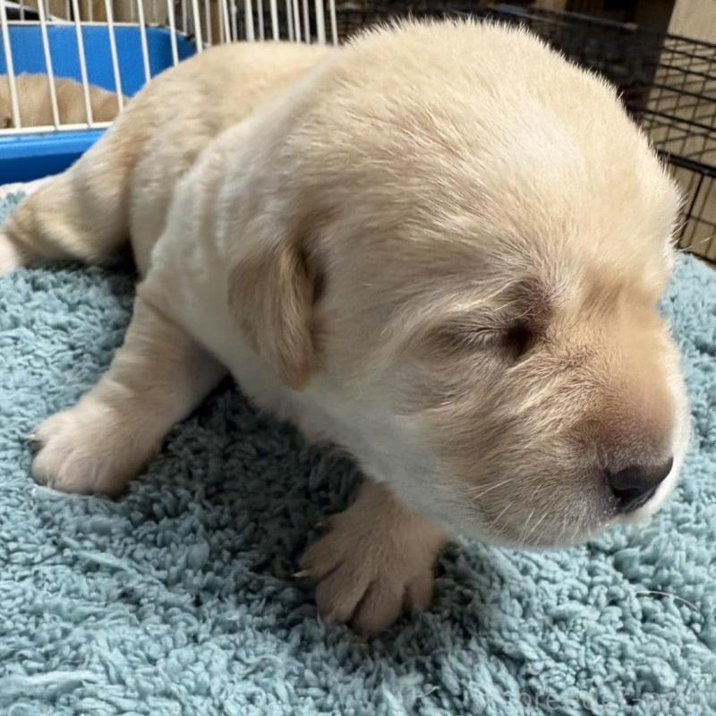 販売中の埼玉県のラブラドールレトリーバー-424847の1枚目