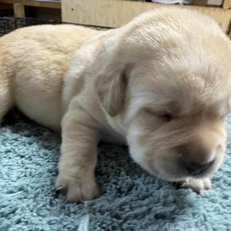 販売中の埼玉県のラブラドールレトリーバー-424847の2枚目