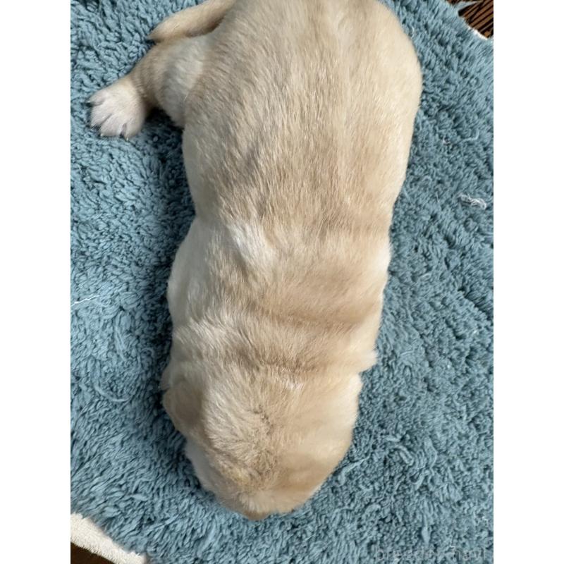 販売中の埼玉県のラブラドールレトリーバー-424848の4枚目