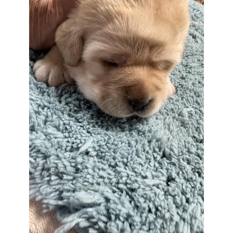 販売中の埼玉県のラブラドールレトリーバー-424848の3枚目